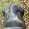 SnapInsta.to_656025663_17982733169993349_2472141915858633606_n Amerigo Classic dressage saddle